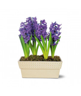 Hyacinth Planter